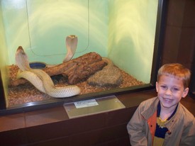 Sat 28 Nov 2009 11:00:21 AM

A couple of cobras that were willing to put on a display.  Most of the cobras were very docile when we visited -- it was pretty darn cold for central Florida.