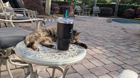 Sun 23 Mar 2025 05:35:14 PM