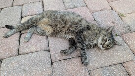 Mon 01 Sep 2025 07:37:26 PM