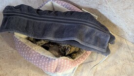 Sat 31 Jan 2026 03:24:30 PM