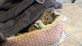 Sat 31 Jan 2026 04:21:42 PM