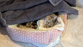 Sat 31 Jan 2026 04:28:42 PM