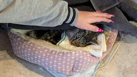 Sat 31 Jan 2026 04:29:34 PM