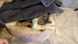 Sat 31 Jan 2026 04:37:08 PM